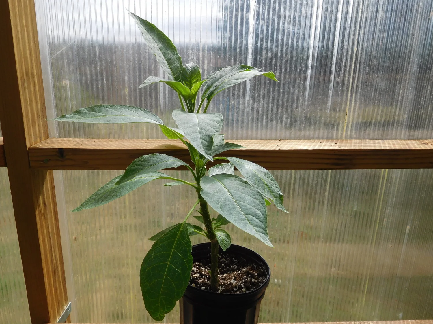 Dalens Pink Amour Brugmansia Plant — Angel Trumpet Nursery LLC